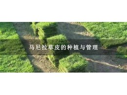 茂沁绿化介绍马尼拉草皮的种植与管理