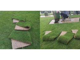 马尼拉草皮价格，茂沁绿化草皮批发，草皮种植基地。