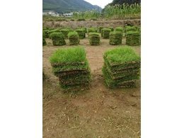 广东马尼拉草皮-茂沁绿化大量供应马尼拉草皮,自产自销底价直销