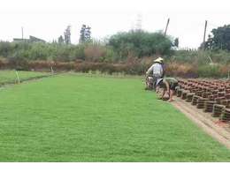 广东大叶油草卷基地,大叶油草卷批量供应