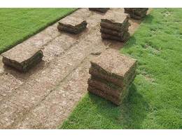 马尼拉草多少钱一平方？惠州马尼拉草一平方多少钱？台湾草坪哪里的不错？