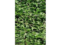 兰引三号草皮批发,惠州台湾草皮厂家,兰引三号草供应