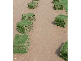 深圳光明新区马拉尼草块种植,惠州茂沁绿化马拉尼草皮供应