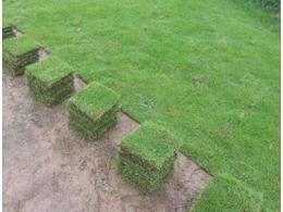 广东马尼拉草皮供应-惠州好的马尼拉草草场