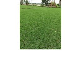 广东马尼拉草皮供应-广西宾州草场销售