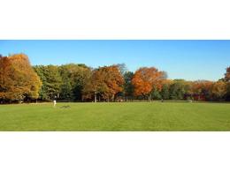 马尼拉草草皮多少钱一平方-绿化草坪人工费多钱一平米