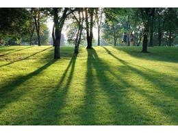 广东马尼拉草/马尼拉草多少钱一平方/马尼拉草直销