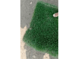 兰引三号草皮供应-广东广州马拉尼草卷，惠州茂沁绿化马拉尼草