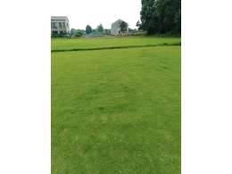 兰引三号草皮供应-广东兰引三号草皮价格