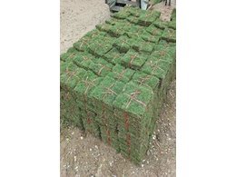 广东兰引三号草皮供应-惠州兰引三号草批发