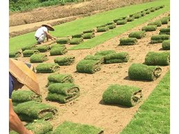 兰引三号草皮供应,广东中山兰引三号草皮批发价格