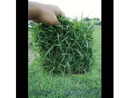 广州深圳供应台湾草皮,兰引三号草皮,广州兰引三号草皮供应