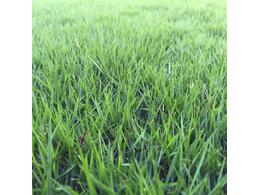 广东省供应马尼拉草皮，厂家直销，基地现货采购