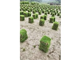 深圳兰引三号草皮采购,茂沁绿化绿化草皮种植基地