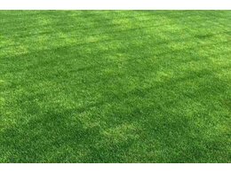 广东茂沁绿化草场哪家质量好,马尼拉草供应