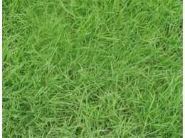 茂沁绿化草皮供应,马尼拉草坪优缺点-马尼拉草种植技术