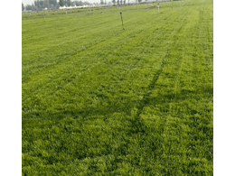 马尼拉草多少钱一平方,每亩地使用多少斤果岭草种子,一平方种植多少克,与马尼拉草相比有何优点