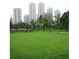 马尼拉草坪草种大体可分为冷季型草和暖季型草