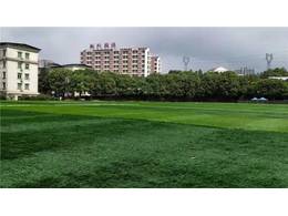 马尼拉草地价钱？教你怎样给马尼拉草地保护？