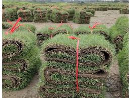 惠州茂沁绿化厂家，马尼拉草坪供应厂家介绍建坪方法