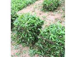 广东马尼拉草皮,惠州马尼拉草皮终年供给