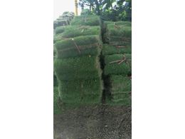 广东马尼拉草皮-草坪批发,龙华马尼拉草供应