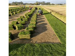 大叶油草卷,大叶油草皮场,广东清远大叶油草基地