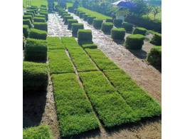 马尼拉草多少钱一平方,绿化草坪多少钱一平方米?