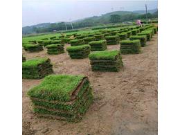 广东兰引三号草皮供应-广东番禺兰引三号草皮批发价格？