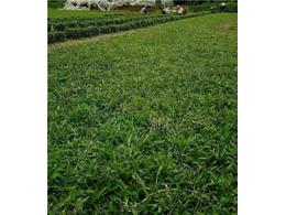 茂沁绿化草厂的兰引三号草皮马尼拉草皮如何养护？
