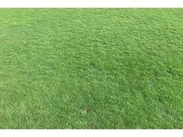 马尼拉草多少钱一平方?惠州细叶结缕草皮多少钱一方?