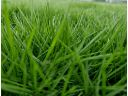 惠州茂沁兰引三号养护