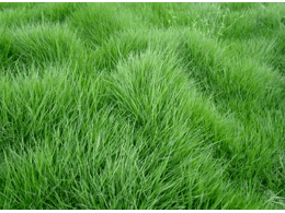 茂沁台湾草草坪