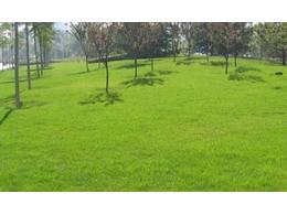 惠州茂沁草坪绿化基地