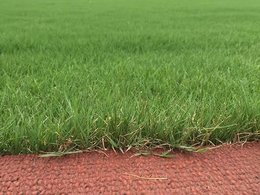 马尼拉和狗牙根的差别是什么？