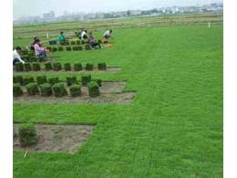 马尼拉草皮养护的多少个小秘诀