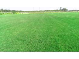 哪些因素影响绿化草坪寿命