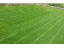 绿化草坪如何进行种植与管理