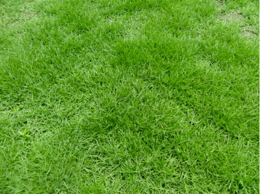 细叶结缕草厂家直销，常用草坪植物有什么？