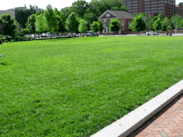 [细叶结缕草]关于细叶结缕草种植方法