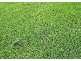 细叶结缕草怎么种？细叶结缕草种植方法