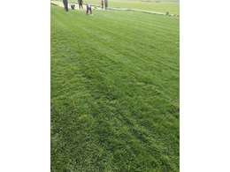 惠州茂沁绿化提供早熟禾草坪|马尼拉草坪销售