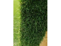 马尼拉草多少钱一平方?广东惠州马尼拉草价格？