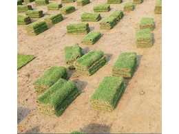 北海台湾草价格