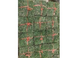 耐践踏的台湾草