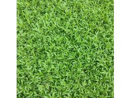 连山大叶油草坪供应