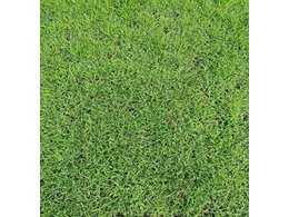 龙岗大叶油草坪价格