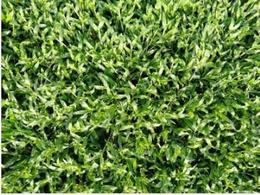 封开大叶油草坪价格