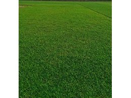 莞城大叶油草坪价格