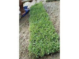 茂沁绿化兰引三号草价格